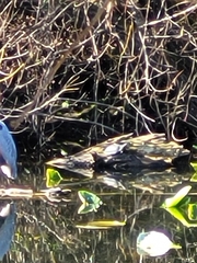 Actinemys marmorata marmorata