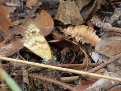 Colotis vesta