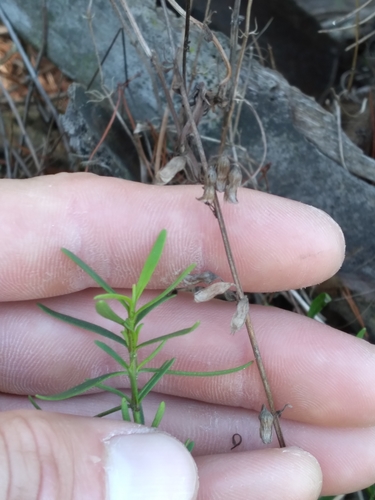 Image of Titusville Balm (Dicerandra thinicola) by (c) Scott Ward, some rights reserved (CC BY)