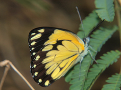 Belenois creona severina
