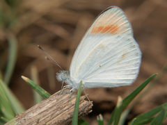 Colotis euippe mediata
