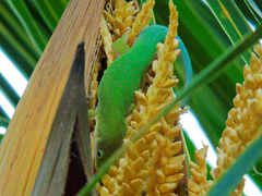 Phelsuma dubia