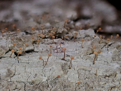 Sclerophora amabilis