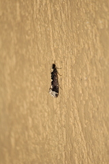 Scardiinae