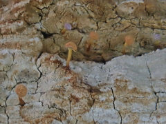 Sclerophora amabilis