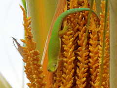 Phelsuma dubia