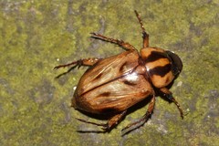 Cyclocephala amazona