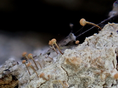 Sclerophora amabilis