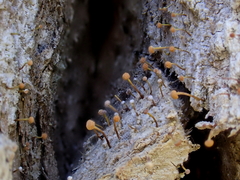 Sclerophora amabilis