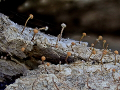 Sclerophora amabilis