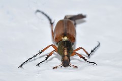 Macrodactylus solisi