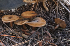 Clitocybe glacialis