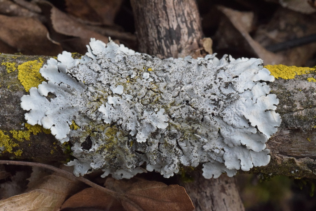 Parmelina pastillifera