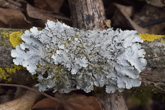 Parmelina pastillifera