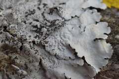 Parmelina pastillifera