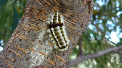 Megalopyge defoliata