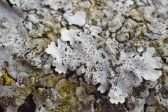 Parmelina pastillifera