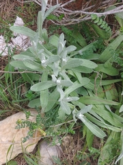 Helichrysum sanguineum