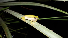 Litoria bicolor
