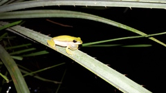 Litoria bicolor