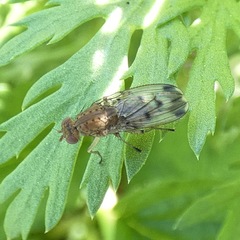 Suillia variegata