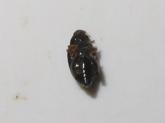Psylliodes laticollis