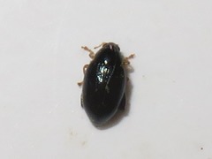 Psylliodes laticollis