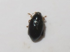 Psylliodes laticollis