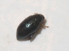 Psylliodes laticollis