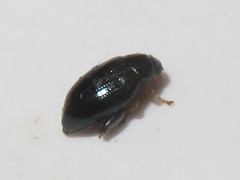 Psylliodes laticollis