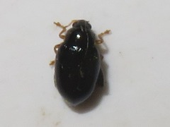 Psylliodes laticollis