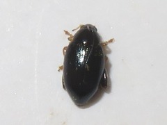 Psylliodes laticollis