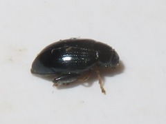Psylliodes laticollis