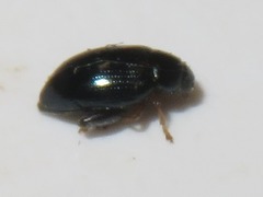 Psylliodes laticollis