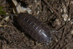 Porcellio gallicus