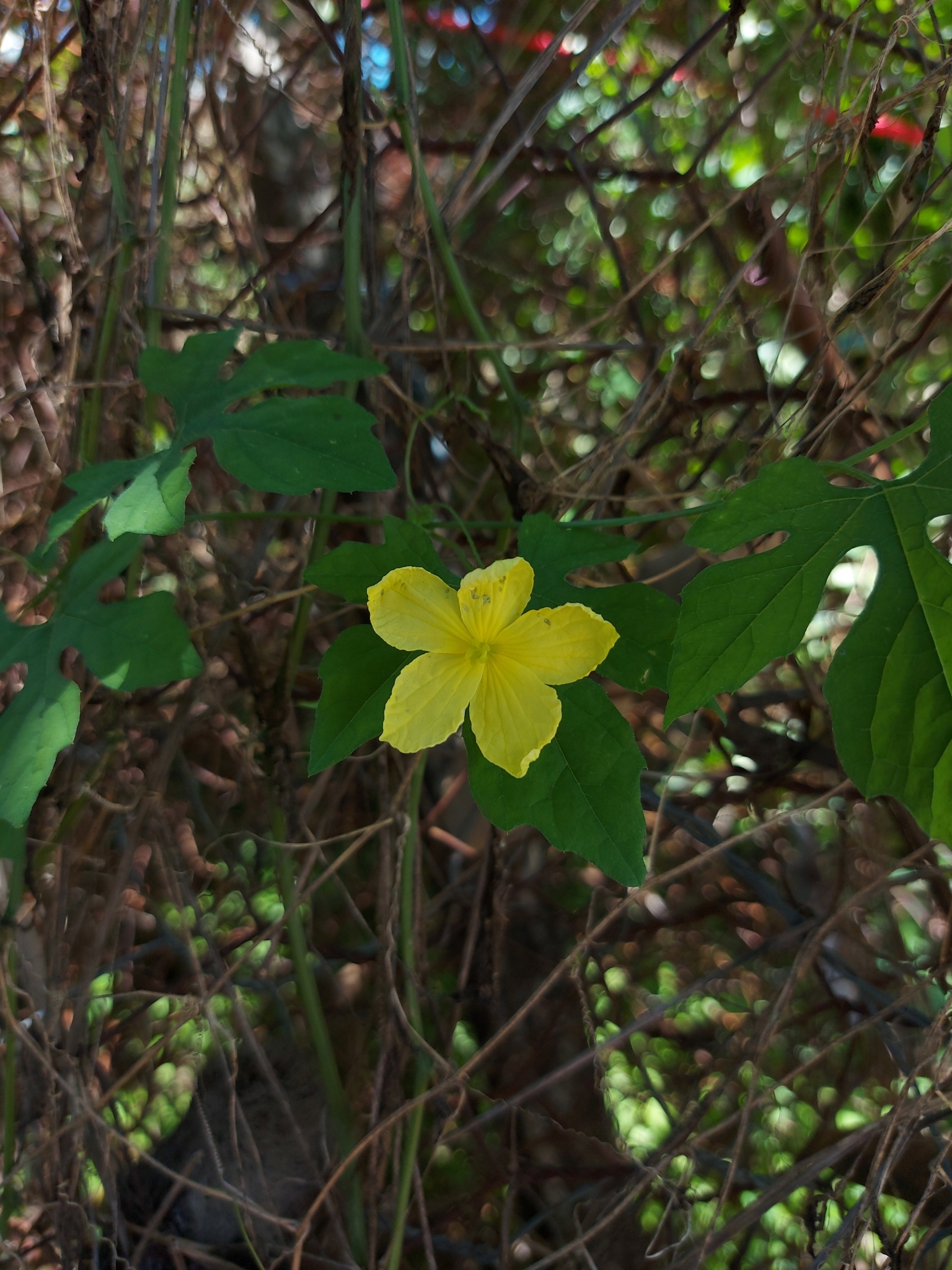 Momordica charantia