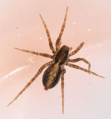 Pardosa delicatula