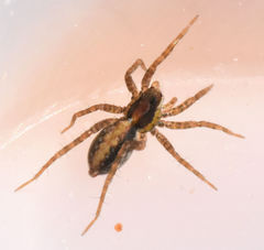 Pardosa delicatula