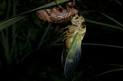 Cryptotympana facialis