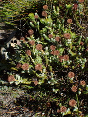 Athanasia pachycephala