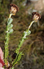 Athanasia pachycephala