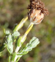 Athanasia pachycephala