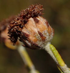 Athanasia pachycephala