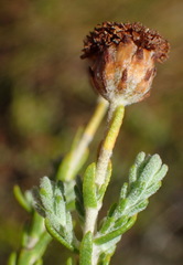 Athanasia pachycephala