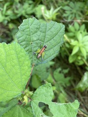 Lophothericles punctulatus