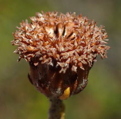 Athanasia pachycephala