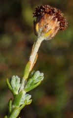 Athanasia pachycephala
