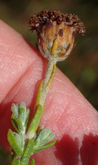 Athanasia pachycephala