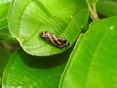 Sphodroscarta trivirgata