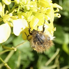 Tropinota squalida